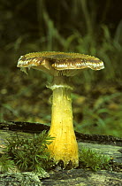 Honey fungus (Armillaria mellea) Surrey, U.