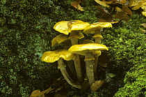 Honey fungus (Armillaria mellea) Surrey, UK