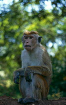 Dominant male Toque macaque (Macaca sinica) Sri Lanka