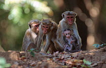 Toque macaque family group. (Macaca sinica) Sri Lanka