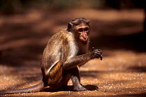 Young male Toque macaque. Sri Lanka
