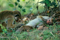 Female toque macaques grooming (Macaca sinica) Sri Lanka