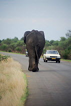 Bull african elephant walking on road beside cars. Kruger National Park, S. Africa