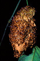 Paper Wasps swarming in threat display on their nest, Ecuador, Amazon rainforest