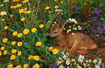 Young Roe deer amongst flowers. Mazurski NP, Poland, Europe.