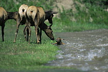 Female elk (Cervus elaphus) watch with concern as calf struggles in high water, Yellowstone River, Yellowstone NP, Wyoming, USA