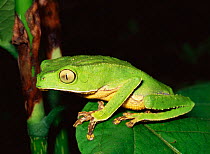Tree frog (Phyllomedusa vaillanti) Amazonian Ecuador, South America