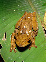 Map tree frog (Hyla geographica) Amazonian Ecuador, South America