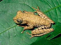 Tree frog (Hyla fasciata) Amazonian Ecuador, South America