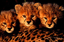 Cheetah cubs head portait looking over mother's back (Acinonyx jubatus)