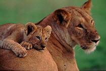 Close-up, cub lying on lioness's back, Kenya