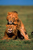 Male lions playing (Panthera leo) Masai Mara, Kenya, East Africa. Homosexual?
