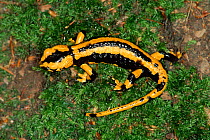 European (fire) salamander