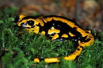 Striped european / fire salamander (Salamandra salamandra) Germany