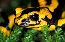 Striped European / Fire salamander (S. salamandra) Germany.