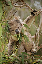 Koala bear eating gum leaves, Australia