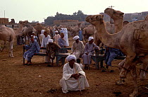 Dromedary camel market, Cairo, Egypt (Camelus dromedarius)