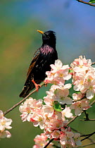 Common starling perched amongst blossom. England, Europe