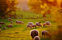 Sheep grazing, Brecon Beacon NP, Powys, Wales.