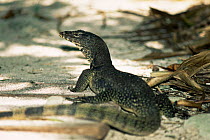 Asian water monitor lizard (Varanus salvator) Malaysia. Sipidan.