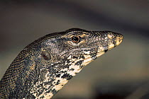 Asian water monitor lizard head profile portrait(Varanus salvator) Malaysia, Sipidan.
