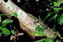 Asian water monitor lizard (Varanus salvator) climbing tree, Kinabatangan flood plain, Sabah, Malaysia