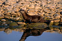 Canadian otter (Lutra canadensis) beside river, Montana, USA