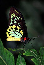 Australian birdwing butterfly (Ornithoptera priamus)  Australia
