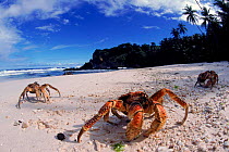 Coconut crabs on beach, Christmas Island
