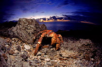 Coconut crab on beach, Christmas Island