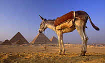 Domestic donkey {Equus asinus} with ancient pyramids of Giza in background, Egypt