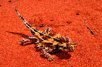 Thorny devil (Moloch horridus) W. Australia.