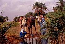 Bedouins at oasis with dromedary camels, Sahara, Morocco