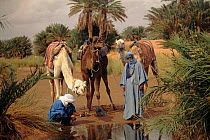 Bedouins at oasis with dromedary camels, northern Sahara, Morocco
