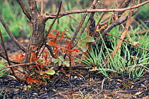 Spring shoots growing after winter burn, fire from lightning strike. Kruger NP, South Africa.