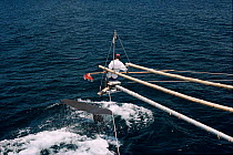 Testing suction device as a possible method for attaching tracking and research equipment to whales. Sperm whale in picture, Galapagos 1994.