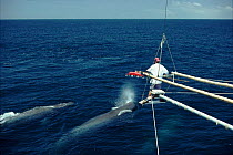 Testing suction devise as a possible method for attaching equipment to whales. Sperm whales, Galapagos 1994