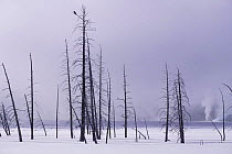 Yellowstone NP. Burn area in winter. Wyoming, USA. Raven in tree top.