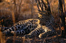 Sub-adult Leopard (Panthera pardus) MalaMala GR, South Africa