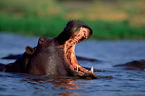 Male Hippopotamus yawning, Moremi NP. Botswana