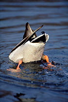 Mallard duck up ended dabbling for food. (Anas platyrhynchos) California.