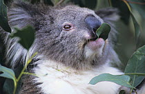 Koala feeding on eucalyptus leaves (Phascolarctos cinereus) Healesville Sanctuary, Victoria, Australia