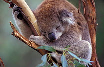 Koala asleep, Healesville Sanctuary (Phascolarctos cinereus) Victoria, Australia