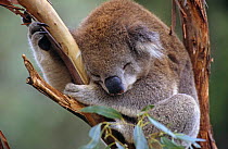 Koala sleeping (Phascolarctos cinereus) Healesville Sanctuary, Victoria, Australia