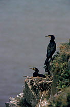 Common Cormorant nesting pair, UK