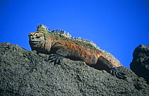 Marine iguana male in breeding colours  (Amblyrhunchus cristatus) Isabela Island, Galapagos