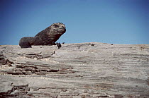 Marine iguana. Seymour Island, Galapagos