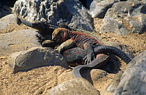 Marine iguanas mating (Amblyrhynchus cristatus) Espanola Island, Galapagos