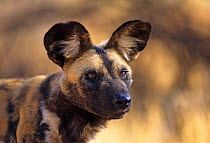 African wild dog head portrait (Lycaon pictus) De Wildt Research Centre, South Africa. Captive