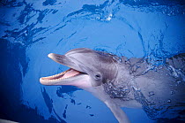 Bottlenose dolphin, Florida USA